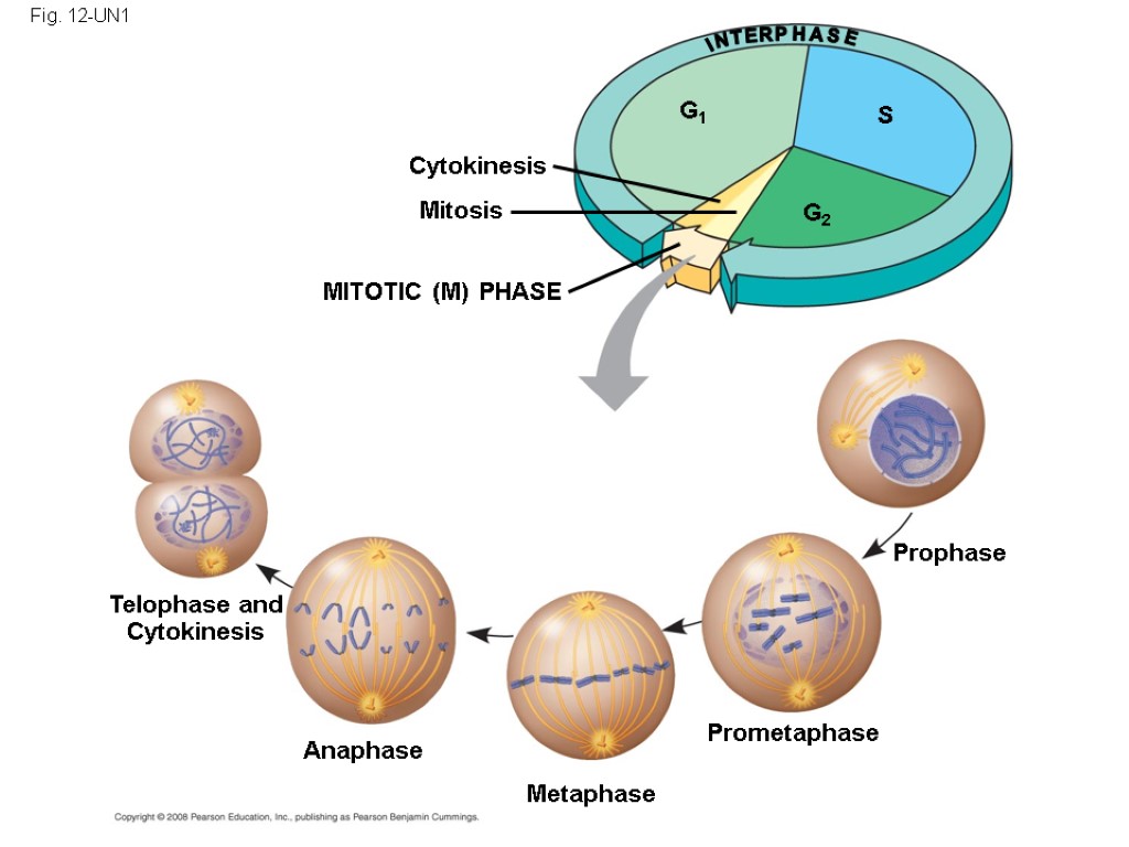 Fig. 12-UN1 Telophase and Cytokinesis Anaphase Metaphase Prometaphase Prophase MITOTIC (M) PHASE Cytokinesis Mitosis